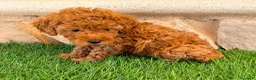 Caniche Toy perros en venta: Caniche toy roja - Anuncio 11