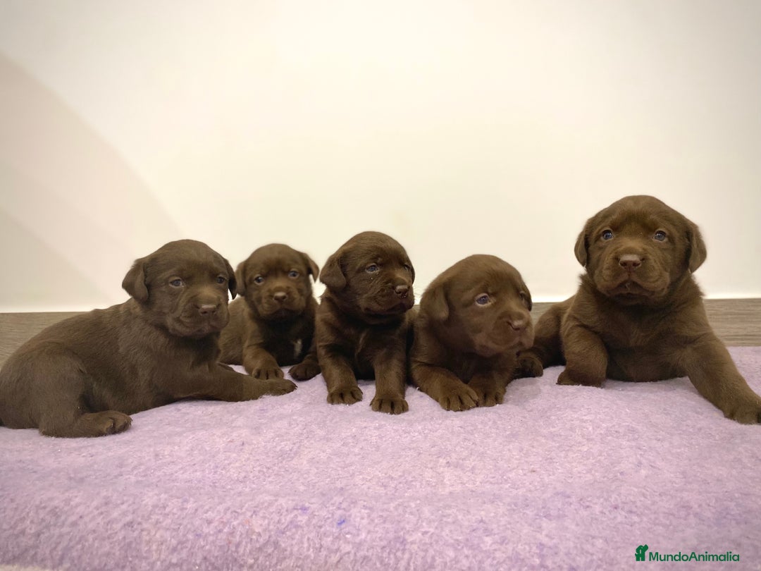 Labrador Retriever perros en venta: Cachorros de Labrador Retriever chocolates - Anuncio 2