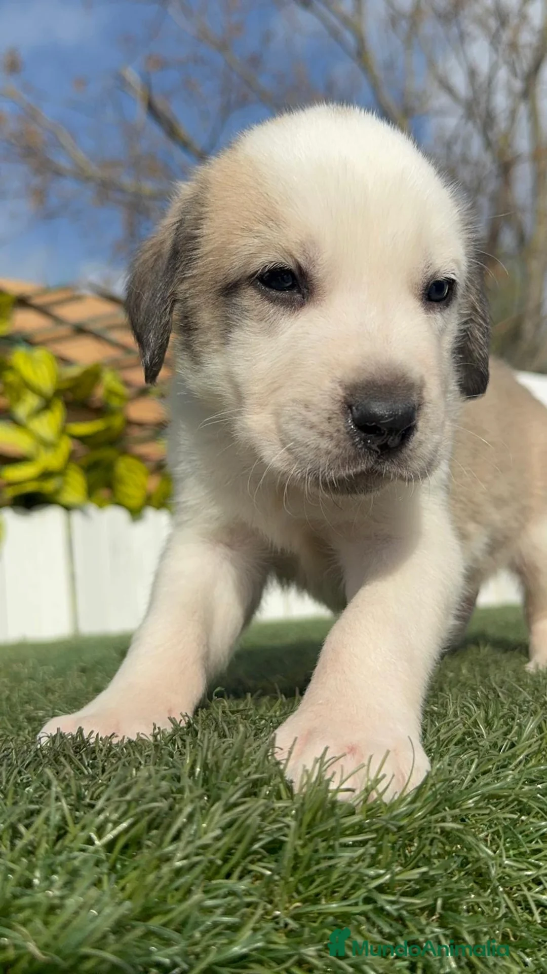 Mastín Español perros en venta: MASTIN ESPAÑOL  - Anuncio 10