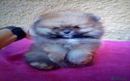 Pomerania perros en venta: Espectacular macho y hembra Lulú pomerania  - Imagen 1