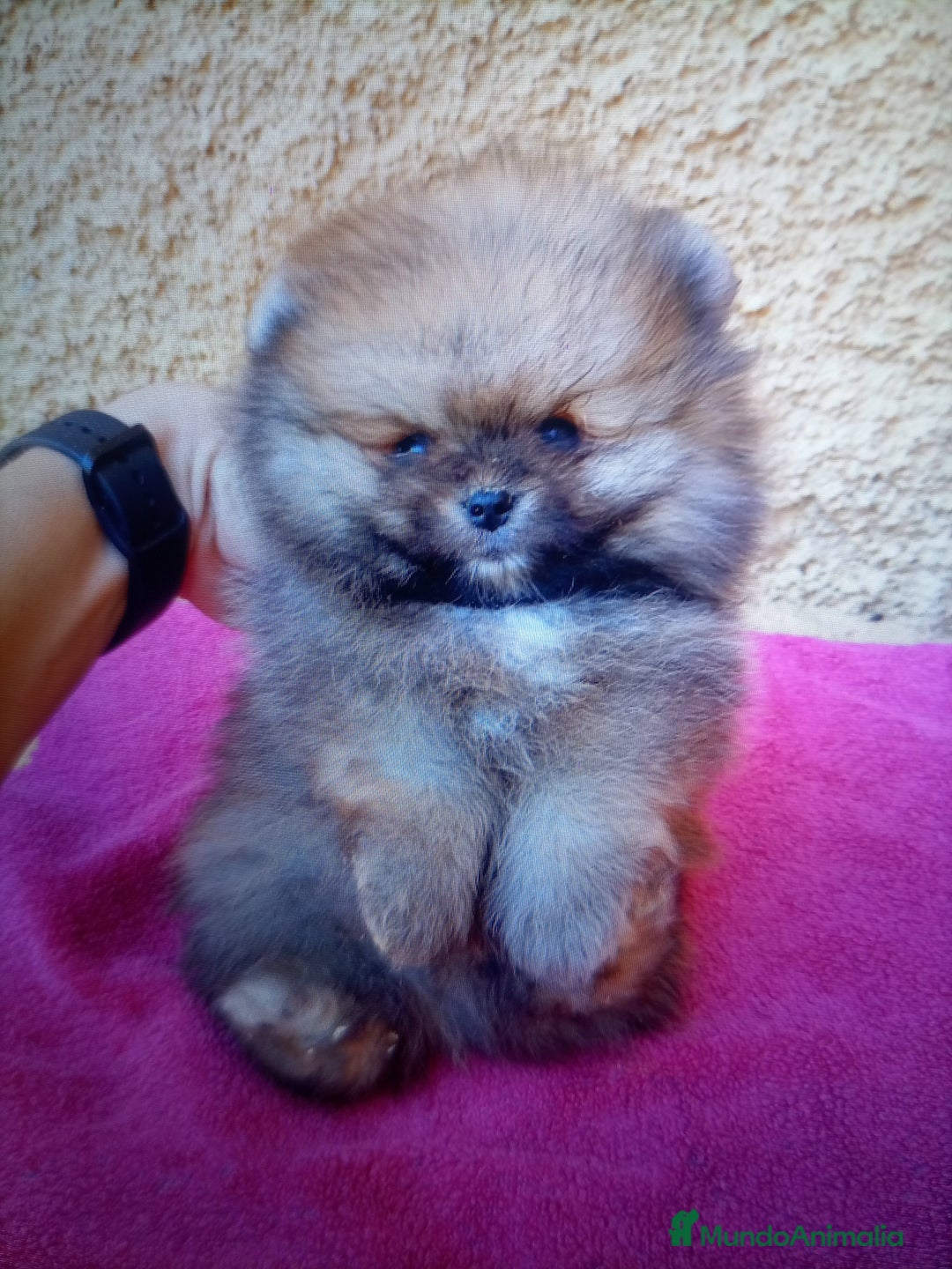 Pomerania perros en venta: Espectacular macho y hembra Lulú pomerania  - Imagen 1