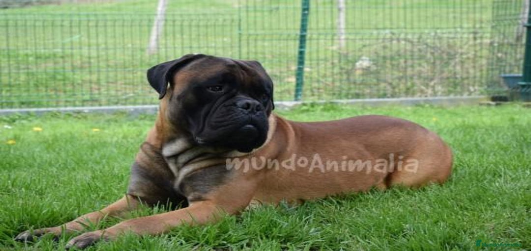 Imagen de galería {{count}}