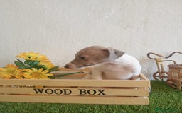 Pequeño Lebrel Italiano perros en venta: Piccolo italiano  - Imagen 5