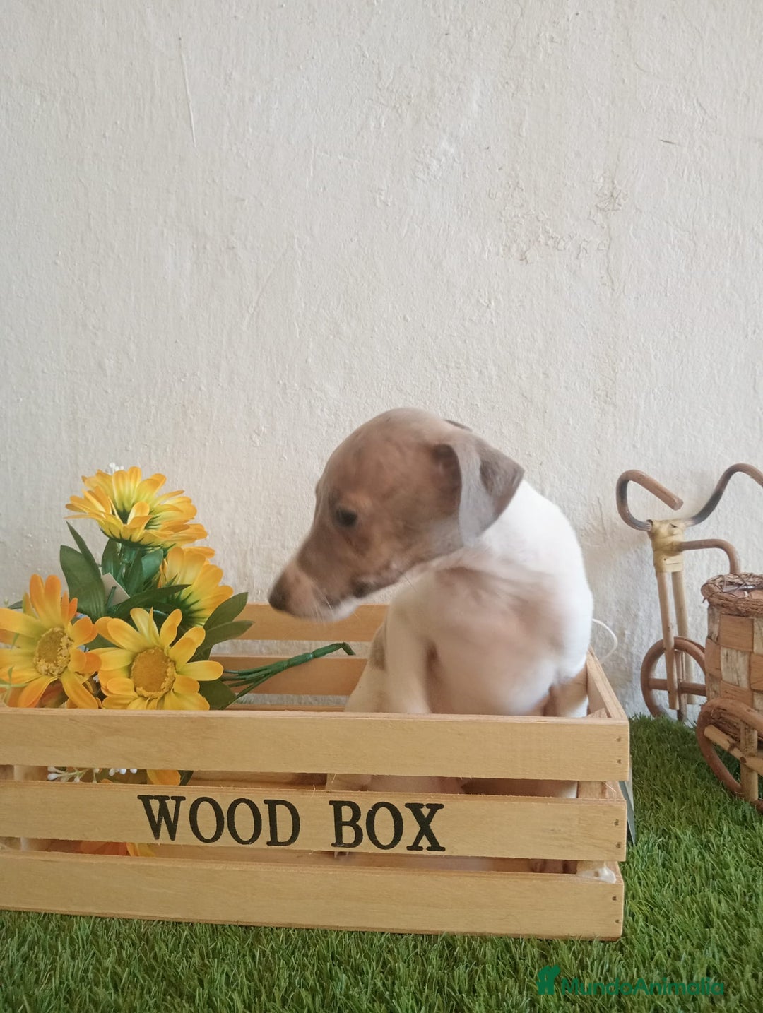 Pequeño Lebrel Italiano perros en venta: Piccolo italiano  - Imagen 5