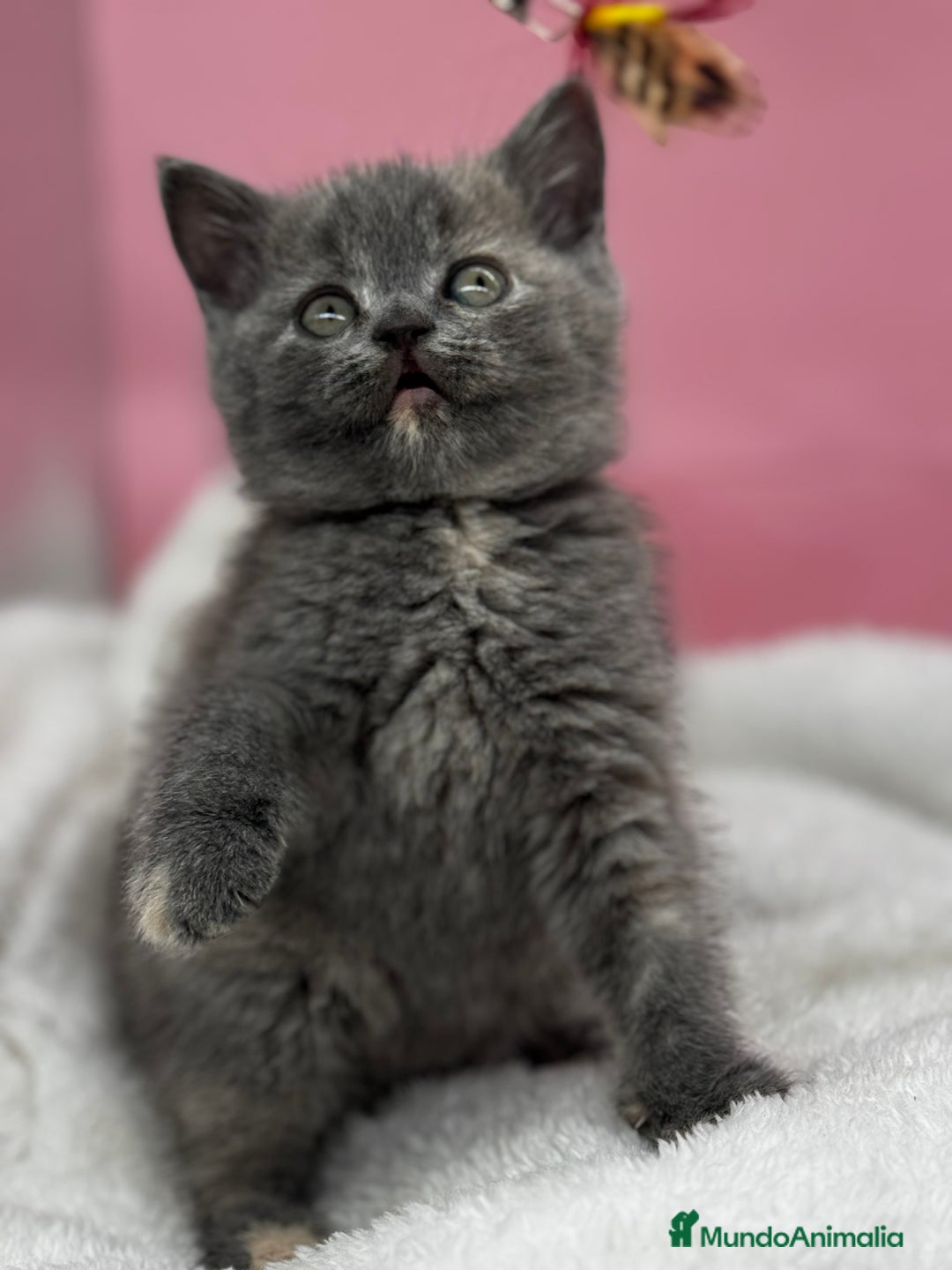 Británico de Pelo Corto gatos en venta: British - Anuncio 6