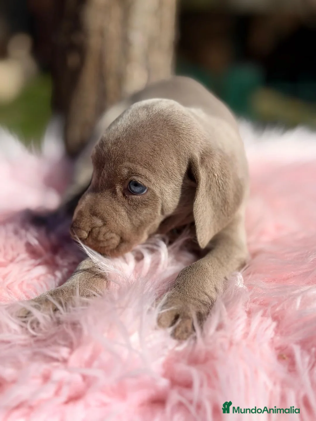 Weimaraner perros en venta: ÚLTIMA HEMBRA WEIMENARER  - Anuncio 3