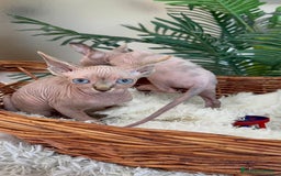 Sphynx gatos en venta: Gatitas sphynx  - Anuncio 12