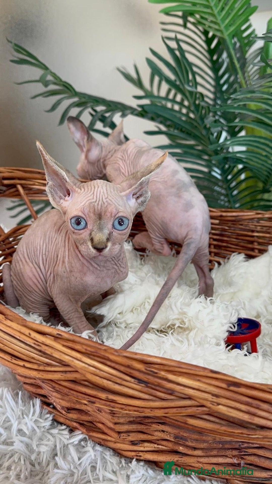 Sphynx gatos en venta: Gatitas sphynx  - Anuncio 12