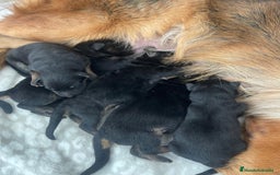 Pastor Alemán perros en venta: Espectacular cachorro de pastor alemán  - Imagen 6