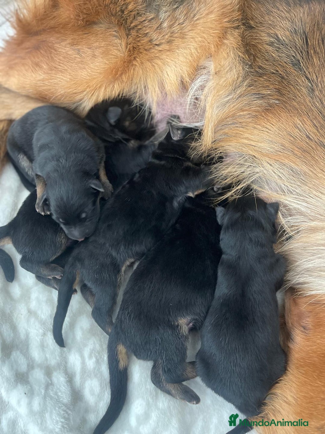 Pastor Alemán perros en venta: Espectacular cachorro de pastor alemán  - Imagen 6