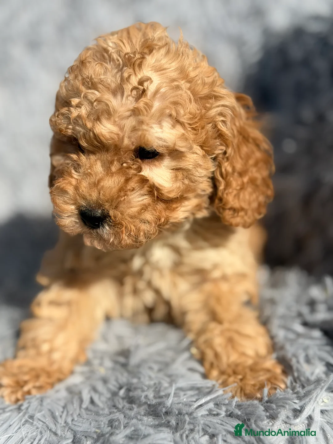 Maltipoo perros en venta: Maltipoo F1B toy - Anuncio 11