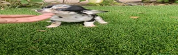 Chihuahua perros en venta: Exclusivo Chihuahua Merle - Anuncio 2