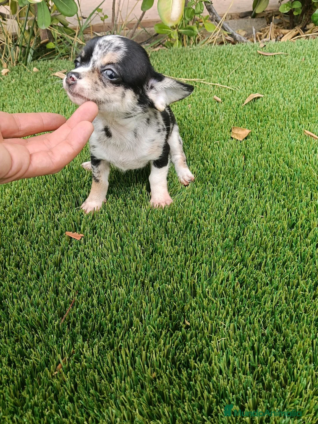 Chihuahua perros en venta: Exclusivo Chihuahua Merle - Anuncio 2
