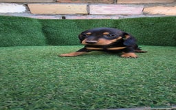 Teckel Miniatura perros en venta: teckel miniatura arlequin - Imagen 6