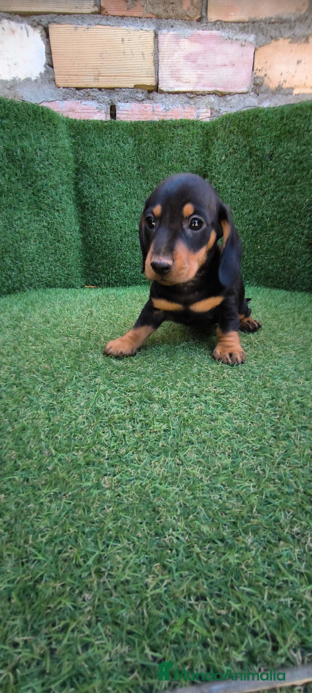 Teckel Miniatura perros en venta: teckel miniatura arlequin - Imagen 6