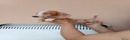 Teckel Miniatura perros en venta: Teckel mini bicolor - Anuncio 4