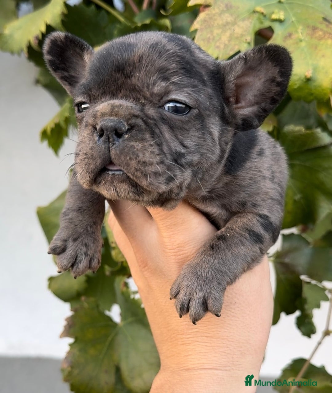 Bulldog Francés perros en venta: Bulldog francés merlé - Imagen 1