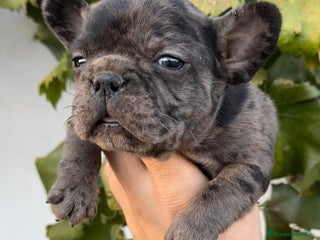 Bulldog Francés perros - Anuncio 1