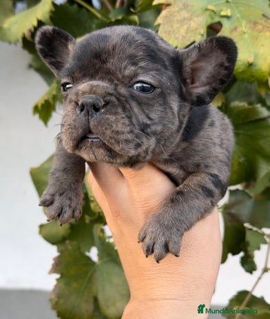 Bulldog Francés perros - Anuncio 2