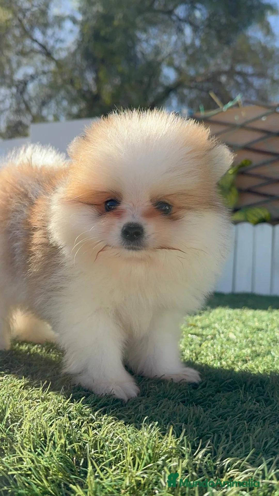 Pomerania perros en venta: POMERANIA - Anuncio 10