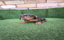 Teckel Miniatura perros en venta: teckel miniatura arlequin - Imagen 13