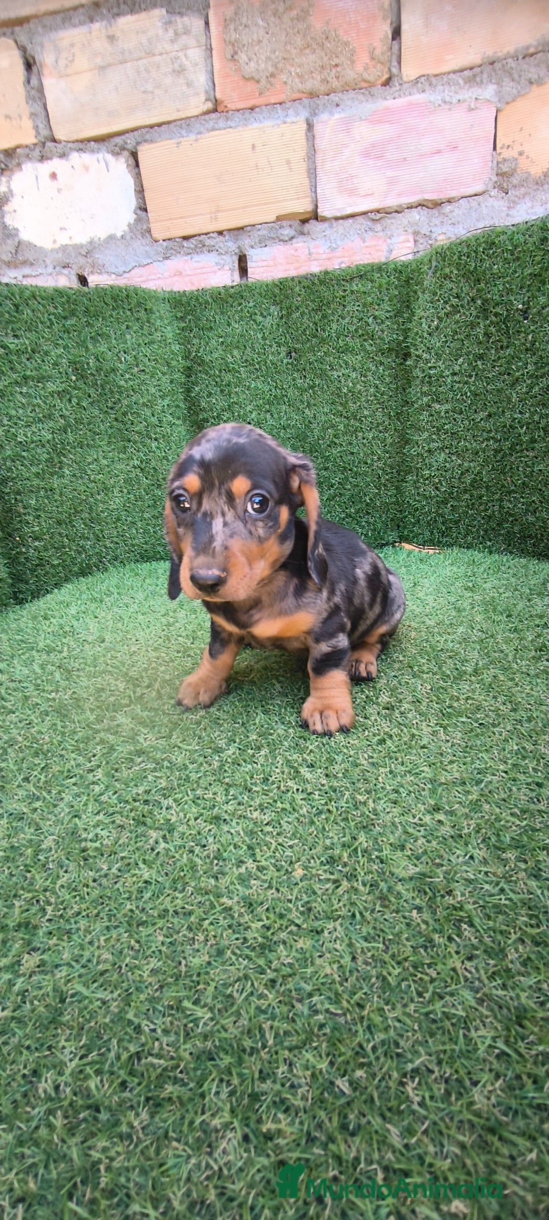 Teckel Miniatura perros en venta: teckel miniatura arlequin - Imagen 13