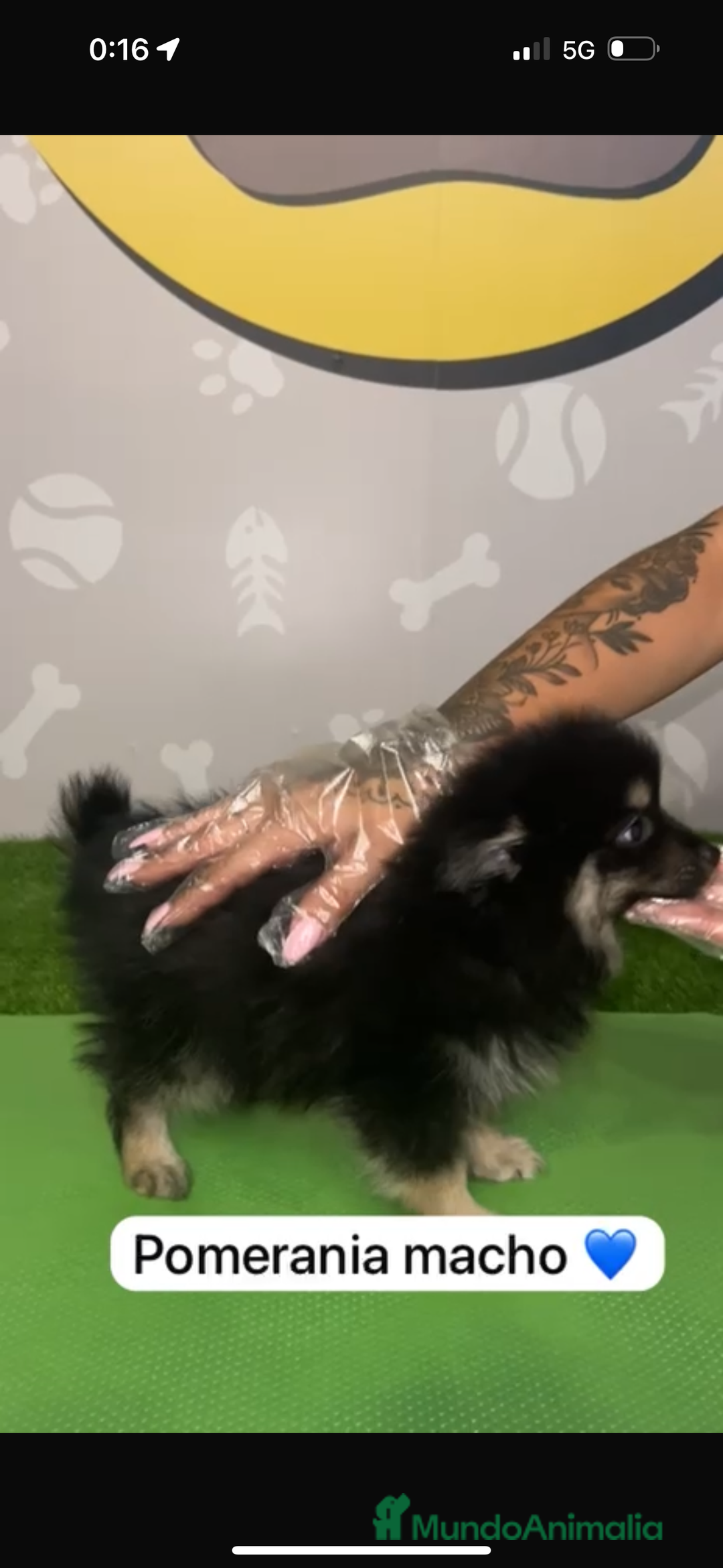 Pomerania perros en venta: Pomerania macho - Imagen 3