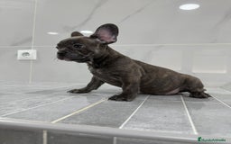 Bulldog Francés perros en venta: Bulldog macho cachorro disponible🐾🐶 - Imagen 5