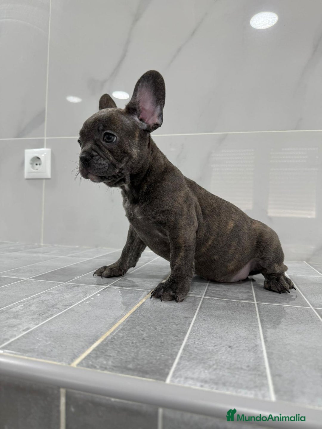 Bulldog Francés perros en venta: Bulldog macho cachorro disponible🐾🐶 - Imagen 5