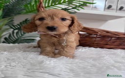 Otras razas perros en venta: COCKAPOO - Imagen 6