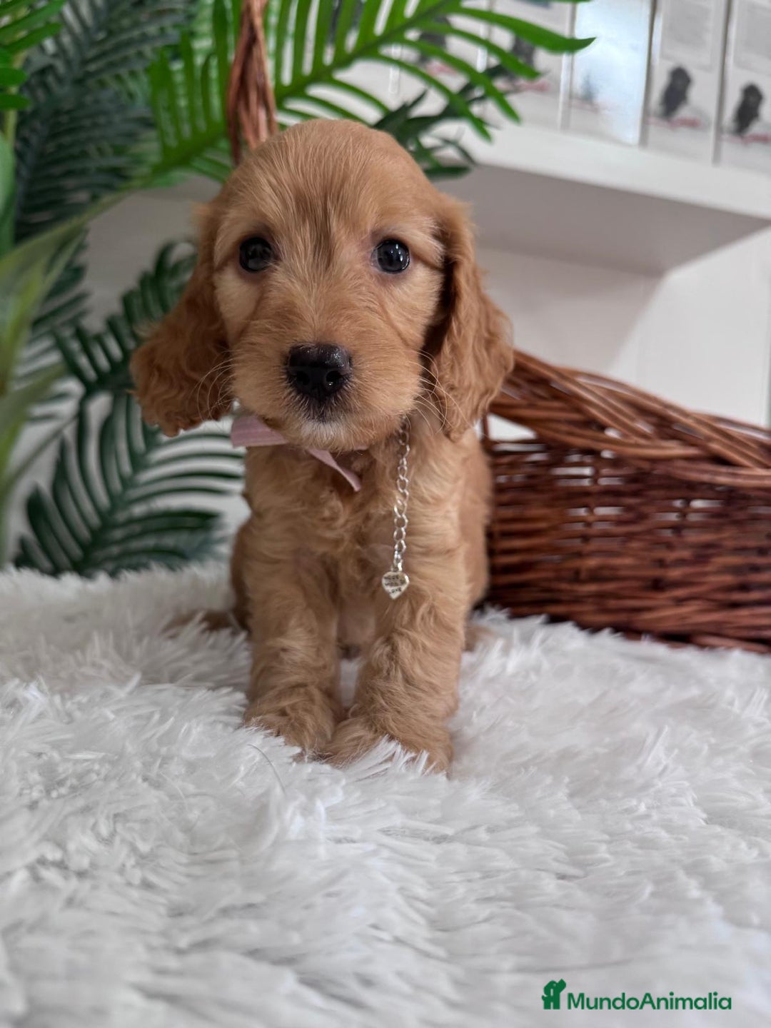 Otras razas perros en venta: COCKAPOO - Imagen 6