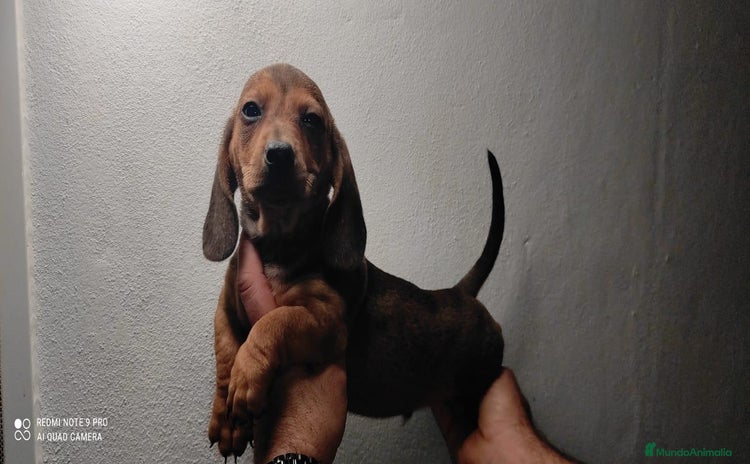 Teckel Miniatura perros - Anuncio 1
