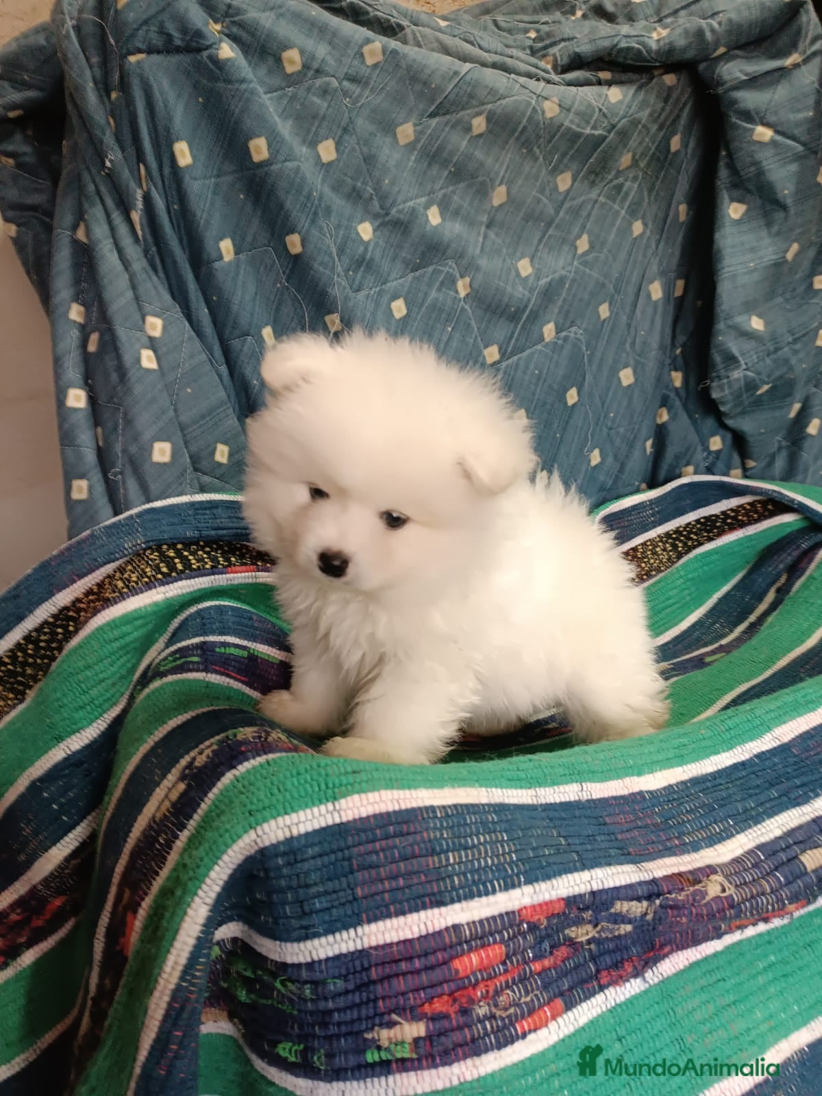 Pomerania perros MACHITO DE POMERANIA - Anuncio 1