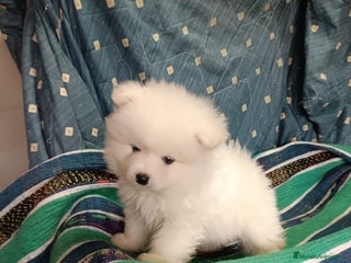 Pomerania perros MACHITO DE POMERANIA - Anuncio 1