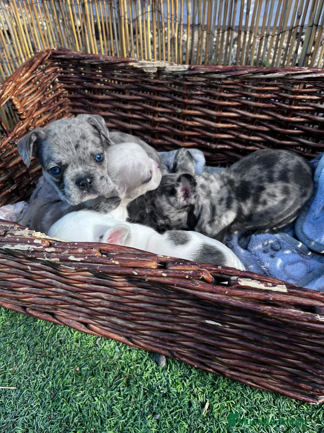 Bulldog Francés perros en venta: “No todos los bulldog francés MERLE son iguales - Anuncio 13