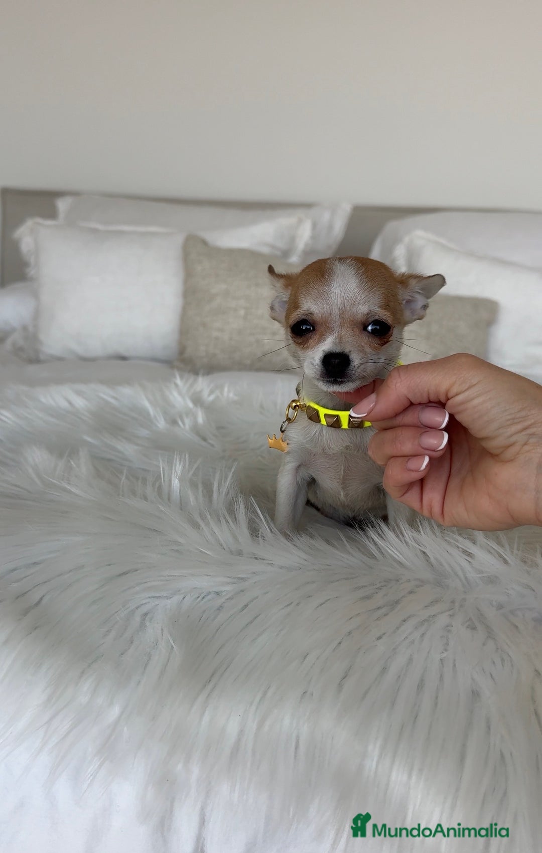 Chihuahua perros en venta: Chihuahua macho - Anuncio 1