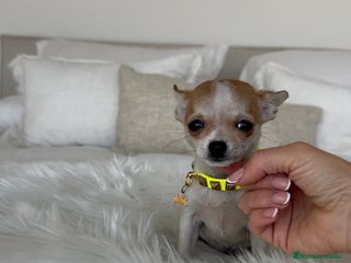 Chihuahua perros Chihuahua macho - Anuncio 1