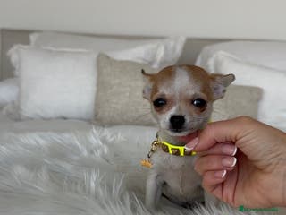 Chihuahua perros Chihuahua macho - Anuncio 21