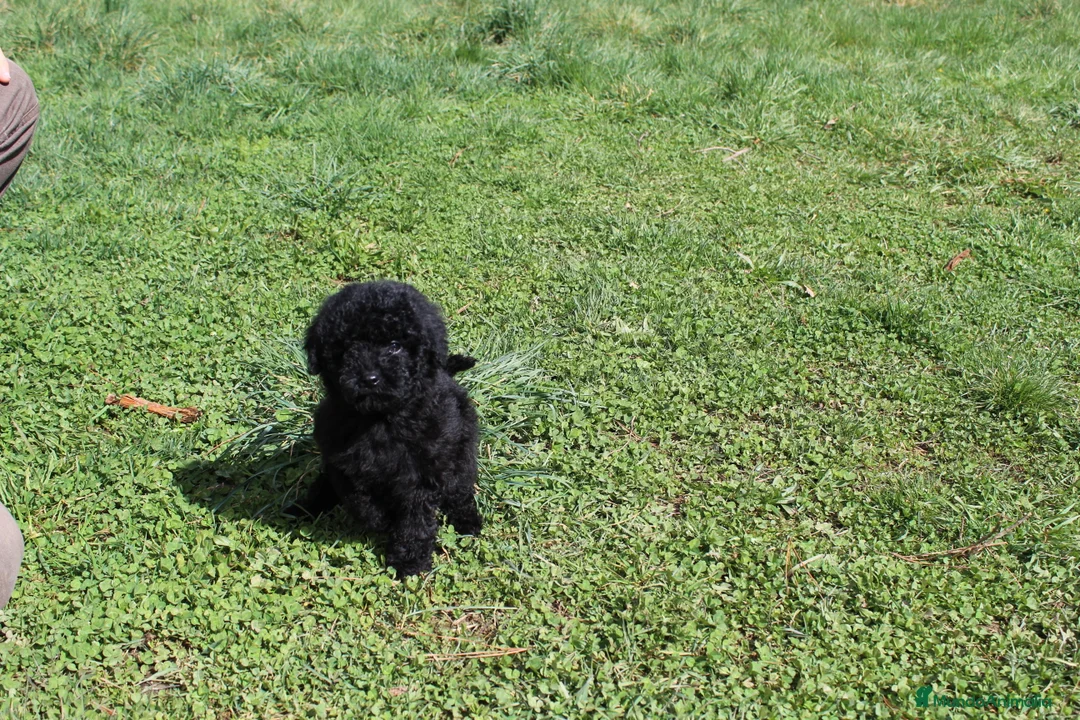 Caniche Enano perros en venta: Caniche negro macho - Anuncio 1