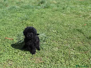 Caniche Enano perros Caniche negro macho - Anuncio 15