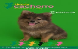 Pomerania perros en venta: POMERANIA - Imagen 1