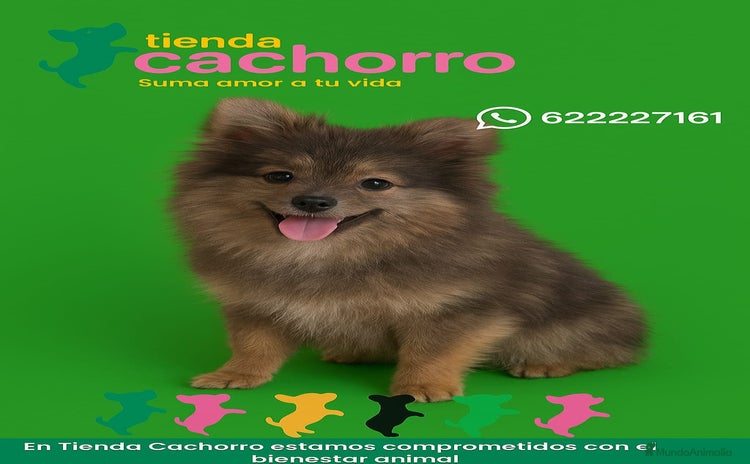 Pomerania perros - Anuncio 19