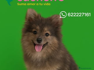 Pomerania perros - Anuncio 37