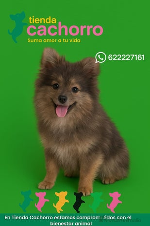 Pomerania perros - Anuncio 1