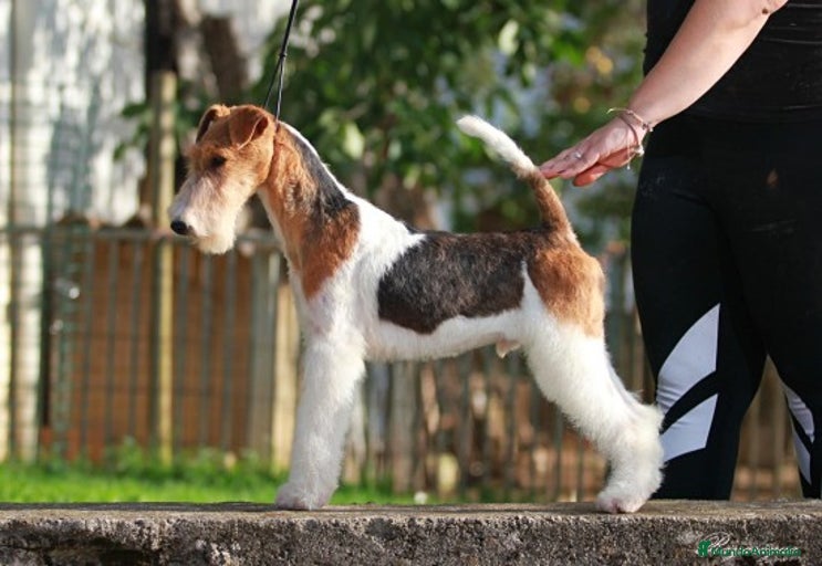 Imagen de galería {{count}}