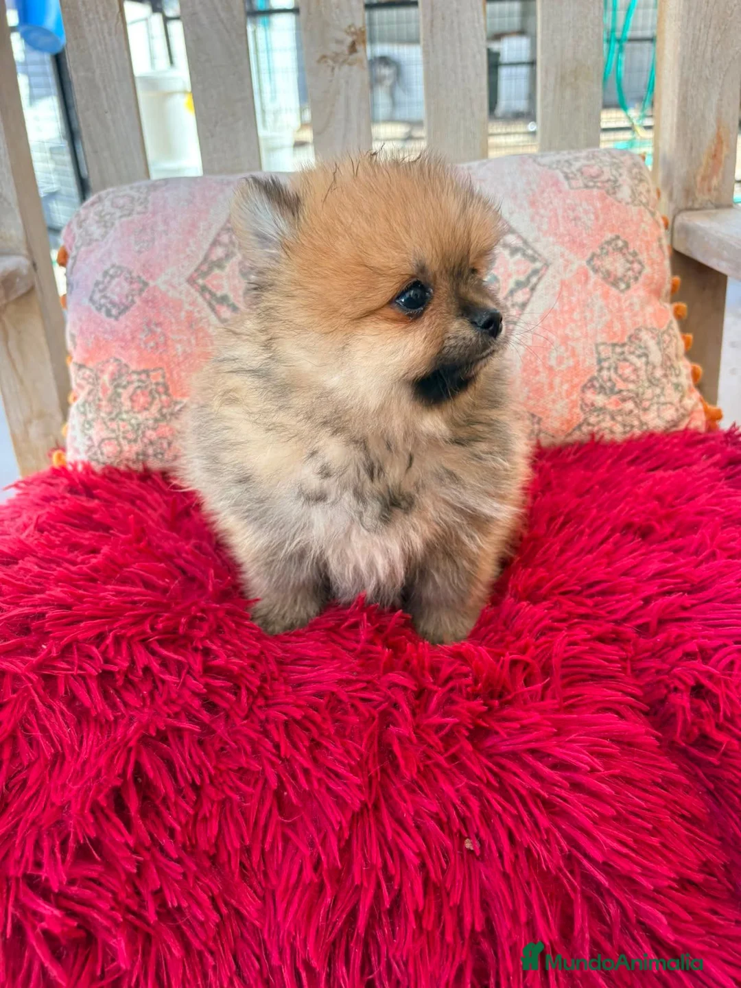 Pomerania perros en venta: Lulú pomerania toy - Anuncio 16