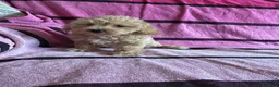 Maltipoo perros en venta: Cachorros maltipoo - Anuncio 10