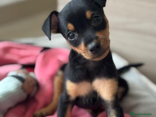 Pinscher Miniatura perros en Badajoz - Anuncio 17