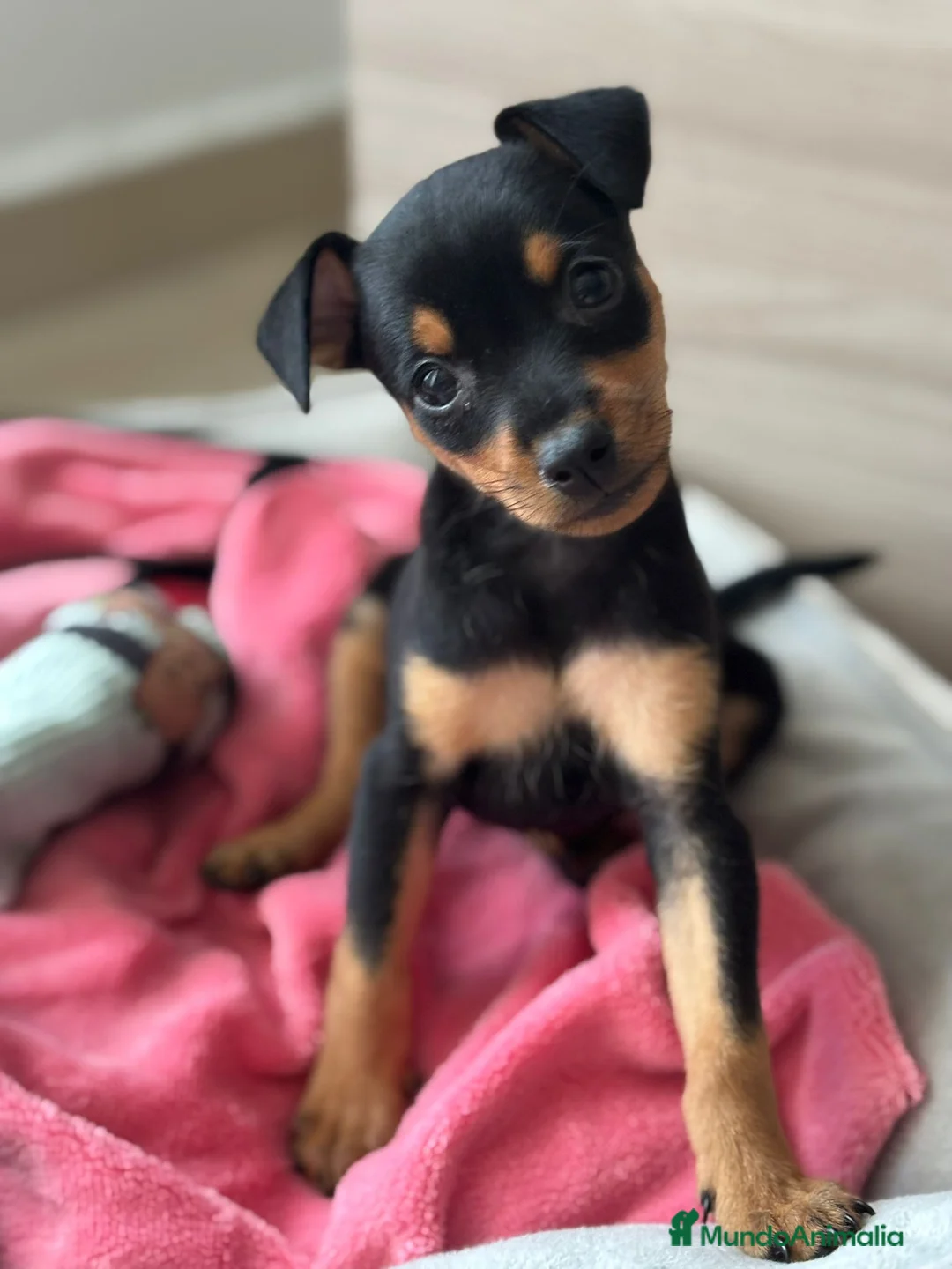 Pinscher Miniatura perros en venta: Pincher miniatura en Badajoz - Anuncio 1