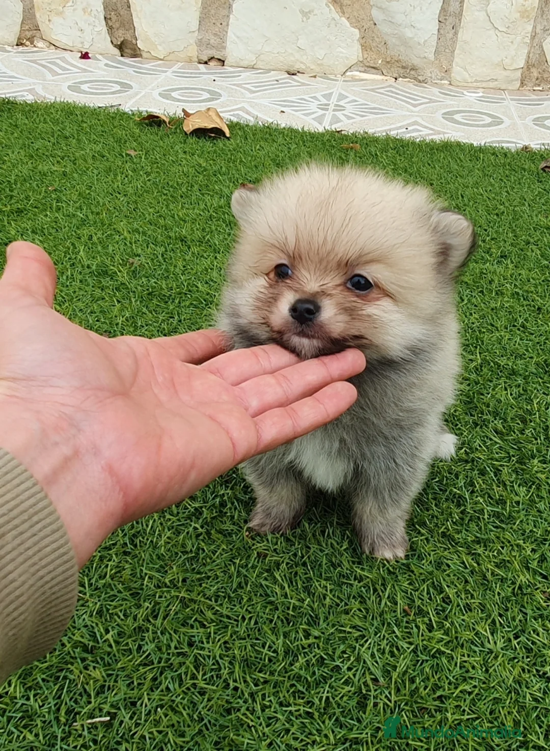 Pomerania perros en venta: Pomerania machito - Anuncio 1